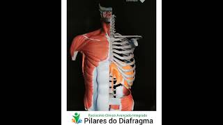 Anatomia Clínica do Diafragma  IFS 🇧🇷 [upl. by Nylirej]