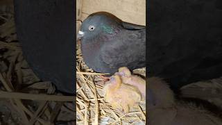 🥺R I P OVER ADI KARNA PURA CHICK  MISS YOU pigeon racingpegion bird [upl. by Atinnod]