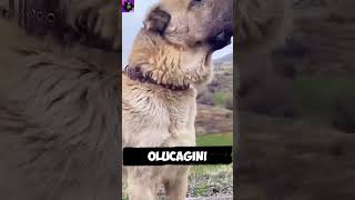 kangal vs kanguru kim kazanır [upl. by Enomal607]