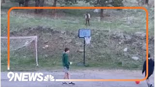 Elk plays soccer with kids in Evergreen [upl. by Aliahs254]