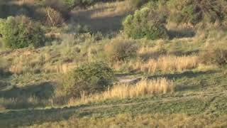 Caza de Duiker en Sudáfrica Venatoria Safaris [upl. by Fein983]