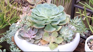 Plant A Succulent Dish Garden [upl. by Aneeram]