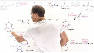 Nucleotide metabolism part 4 pyrimidine synthesis with mnemonics very easy [upl. by Eittak]