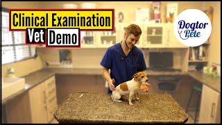 How To Perform A Clinical Exam On Your Dog  Vet Demo [upl. by Angelica]