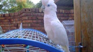 Ellie the Ducorps cockatoo NOT a Tanimbar Corella my ignorance [upl. by Labaw]