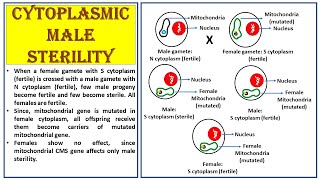 Cytoplasmic male sterility  Extrachromosomal inheritance  Cytoplasmic inheritance [upl. by Ezarra]