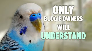 10 Things Only Budgie Owners Will Understand [upl. by Brown]