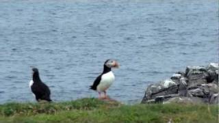 PUFFINS ROCK [upl. by Eenaej]