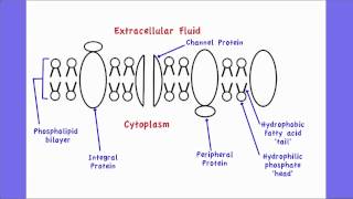 241 Draw and label a diagram to show the structure of membranes [upl. by Hawley]