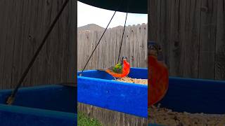 Fat Painted Bunting Eating All The Millet  Rare southwest Bird  birds [upl. by Einnus]