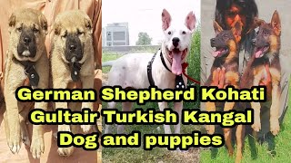 Kohati Gultair German Shepherd Turkish Kangal Dog and puppies WhatsApp 03139393944 [upl. by Seraphine554]