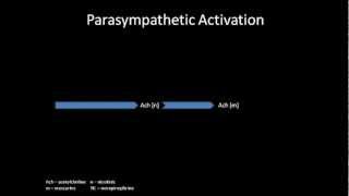 Is acetylcholine toxicity the cause of CFS [upl. by Ikik]