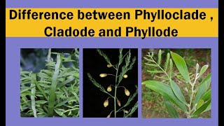 Difference between phylloclade  cladode and phyllode [upl. by Berte807]