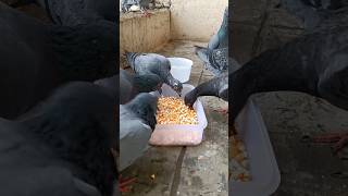 Birds Feeding ASMR birds pigeon shorts [upl. by Andromache]