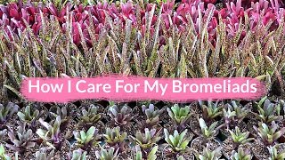 How I Care For My Bromeliads  Joy Us garden [upl. by Nwad]