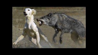 La rencontre dun loup avec un chien a choqué le monde Ce qui sest passé alors est incroyable [upl. by Roxanne]