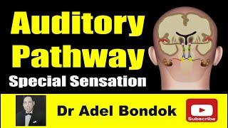 Auditory Pathway Dr Adel Bondok [upl. by Accire]