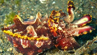 Diving Lembeh Strait  Sulawesi Indonesien [upl. by Attebasile]