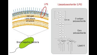 5 Lysozyme Lipopolysaccharide and Teichoic Acid [upl. by Ardisj]