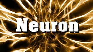 Neurobiologie Das Neuron Nervenzelle [upl. by Neroc938]