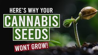 Top Reasons Your Cannabis Seeds Arent Germinating [upl. by Nostrebor653]