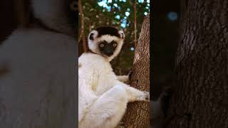 Close Encounter With Sifaka Lemur  Madagascar [upl. by Shawnee]