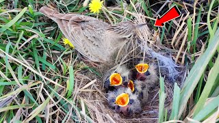 Careless lark mother bird putting grass in all her babies mouth BirdPlusNature [upl. by Hughmanick159]