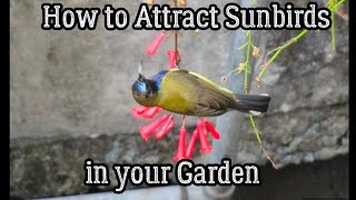 How to Attract Sunbirds in your Garden [upl. by Schoening354]