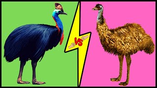 CASSOWARY vs EMU Comparison Who Would Win a Fight [upl. by Dilly31]