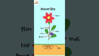 Parts Of A Plant  With Their Functions  Learning Videos For Kids partsofplants kidslearning [upl. by Brandea188]