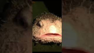 saveblobfish blobfish makethisgoviral fishing4life fishing trending [upl. by Eterg]