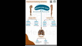 Practical Anatomy  1st Year  Scheme [upl. by Notnilc692]