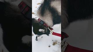 Pomsky Nova sniffs the melting snow [upl. by Haleigh]