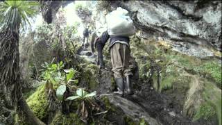 Ruwenzori Climbing amp Mountain Gorilla [upl. by Mode]