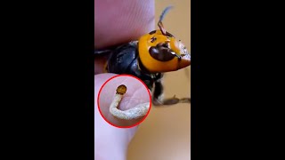 Watch This Murder Hornet Get a Surgery [upl. by Onairam580]