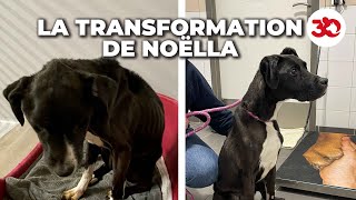 La transformation de Noëlla la rescapée de Noël [upl. by Desai]