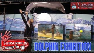 DOLPHIN EXHIBITION  Fakie Aquarium Jeddah Saudi Arabia  Jenn Nicolas [upl. by Schmeltzer]