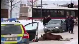 Moose Älg föll 8 meter Kupolen BORLÄNGE 2014 [upl. by Anoid]