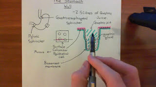 The Histology of the Stomach Wall Part 1 [upl. by Corrina]