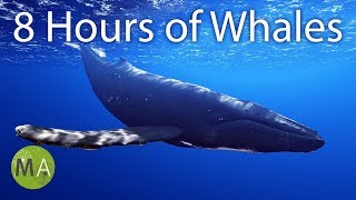 8 Hours of Whale Sounds Deep Underwater for Sleep and Relaxation [upl. by Etnuaed]