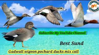 Gadwall wigeon pochard ducks mix call Birds Calling Best Voice BestHunters03 [upl. by Nacnud295]