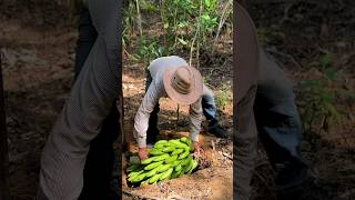 Enterrando una cabeza de guineo seda en la tierra campesinos campo [upl. by Cicenia]