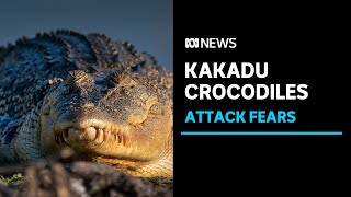 Fears a croc attack is a matter of time in Kakadu National Park  ABC News [upl. by Naujak164]