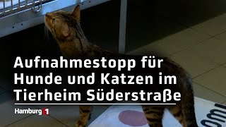 Tierheim Süderstraße verkündet Aufnahmestopp [upl. by Akehsat]