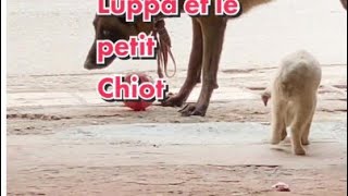 La petite chienne trouvee a la campagne suite doglover viral chiot malinois dog pourtoi [upl. by Esbenshade]