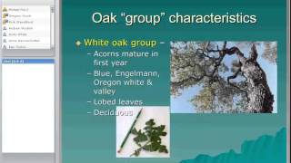 Overview of Oak Woodlands in California [upl. by Thaxter702]