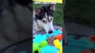 Husky gets a bonus meal via board game [upl. by Daus]