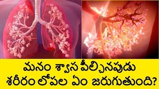 How The Respiratory System Works in Human Body in Telugu  How Breathing Works  Telugu Badi [upl. by Manley]