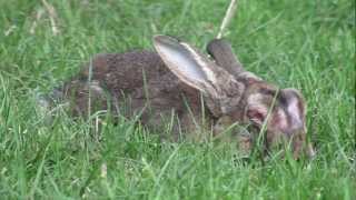 About Rabbit Myxomatosis [upl. by Saunder]