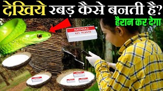 रबड़ कैसे बनती है जानकर हैरान हो जाएंगे  Rubber Tree Plant In Hindi  Rubber Manufacturing Process [upl. by Refinnaej]